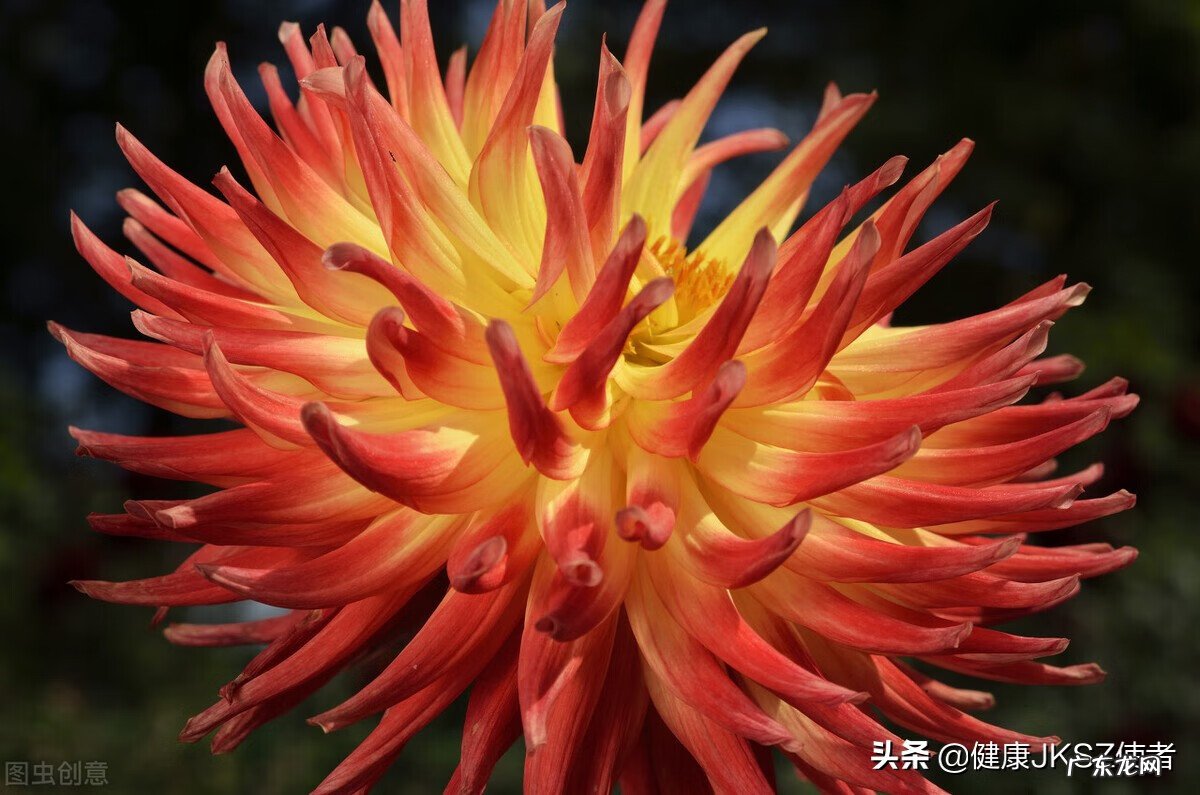 红花有哪些作用 红花的作用和功效是什么