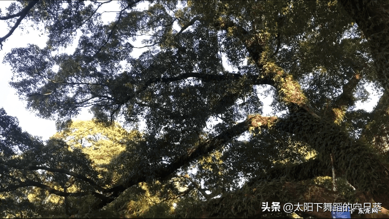 榕树风水 古树榕树图片