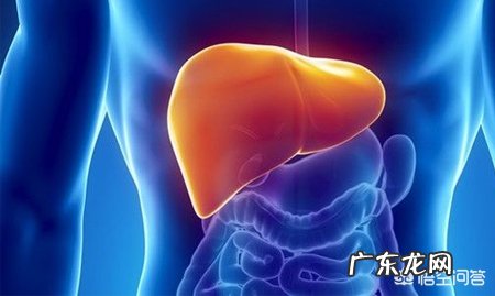 吃什么东西最护肝?