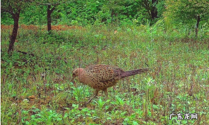 环颈雉是保护动物吗 环颈雉能吃吗