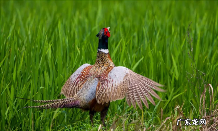 环颈雉是保护动物吗 环颈雉能吃吗