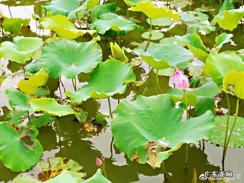 西湖最盛为春为月原文及翻译 西湖最盛为春为月文言文名字叫什么