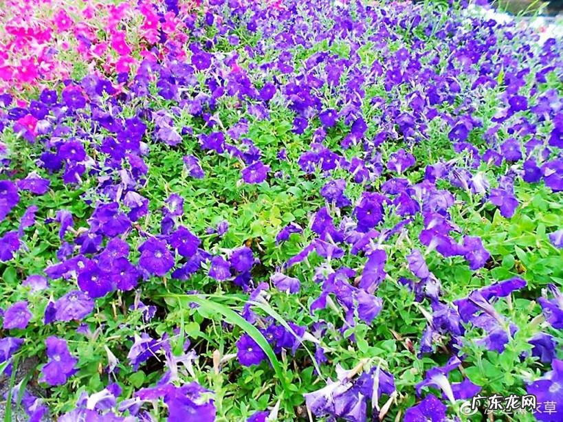 西湖最盛为春为月原文及翻译 西湖最盛为春为月文言文名字叫什么