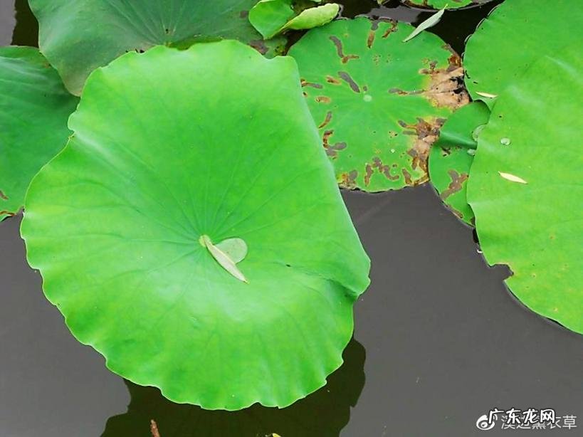 西湖最盛为春为月原文及翻译 西湖最盛为春为月文言文名字叫什么