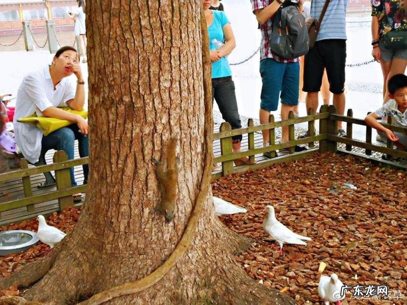 西湖最盛为春为月原文及翻译 西湖最盛为春为月文言文名字叫什么