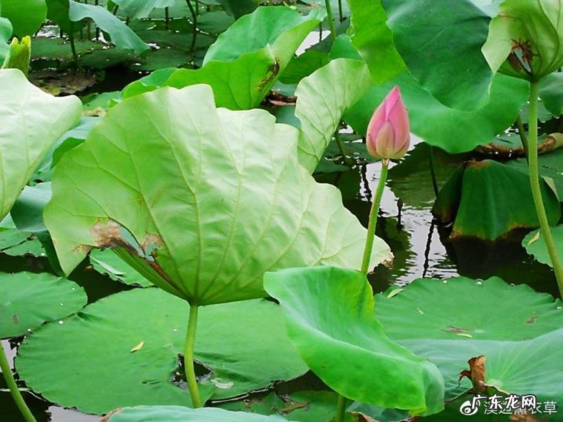 西湖最盛为春为月原文及翻译 西湖最盛为春为月文言文名字叫什么