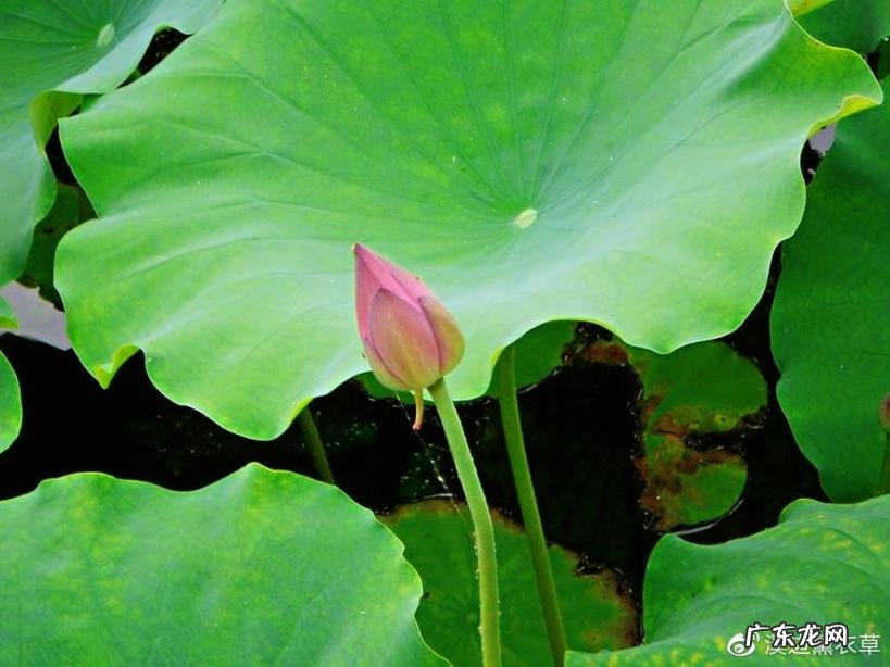 西湖最盛为春为月原文及翻译 西湖最盛为春为月文言文名字叫什么