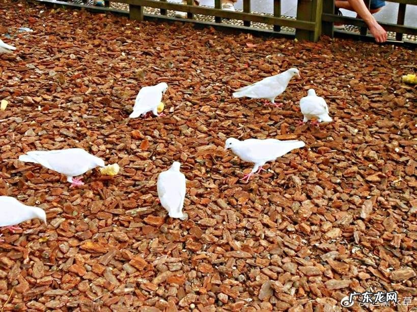 西湖最盛为春为月原文及翻译 西湖最盛为春为月文言文名字叫什么