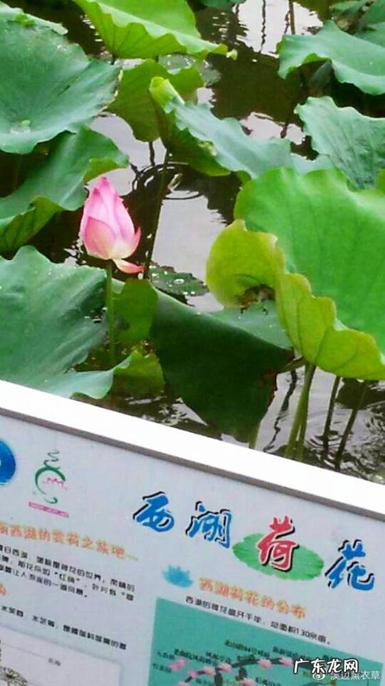 西湖最盛为春为月原文及翻译 西湖最盛为春为月文言文名字叫什么