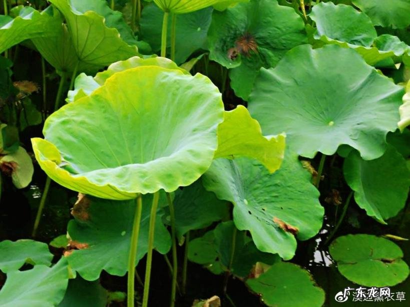 西湖最盛为春为月原文及翻译 西湖最盛为春为月文言文名字叫什么