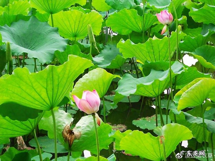 西湖最盛为春为月原文及翻译 西湖最盛为春为月文言文名字叫什么