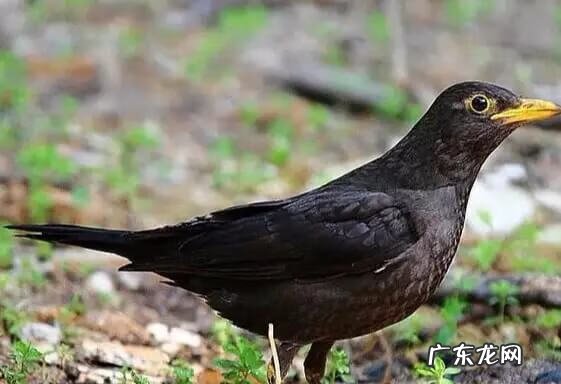 鸟撞到门上是什么兆头 车子撞了鸟的风水讲究