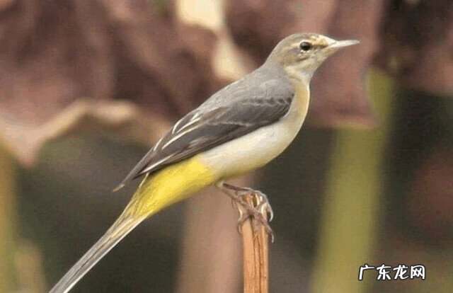 鸟撞到门上是什么兆头 车子撞了鸟的风水讲究