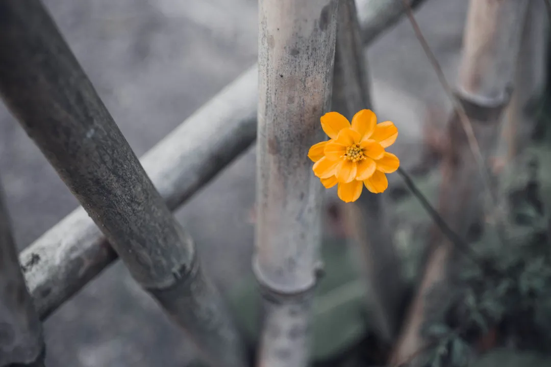 宁可枝头抱香死,何曾吹落北风中.什么意思 宁可枝头抱香死何曾吹落北风中的赏析
