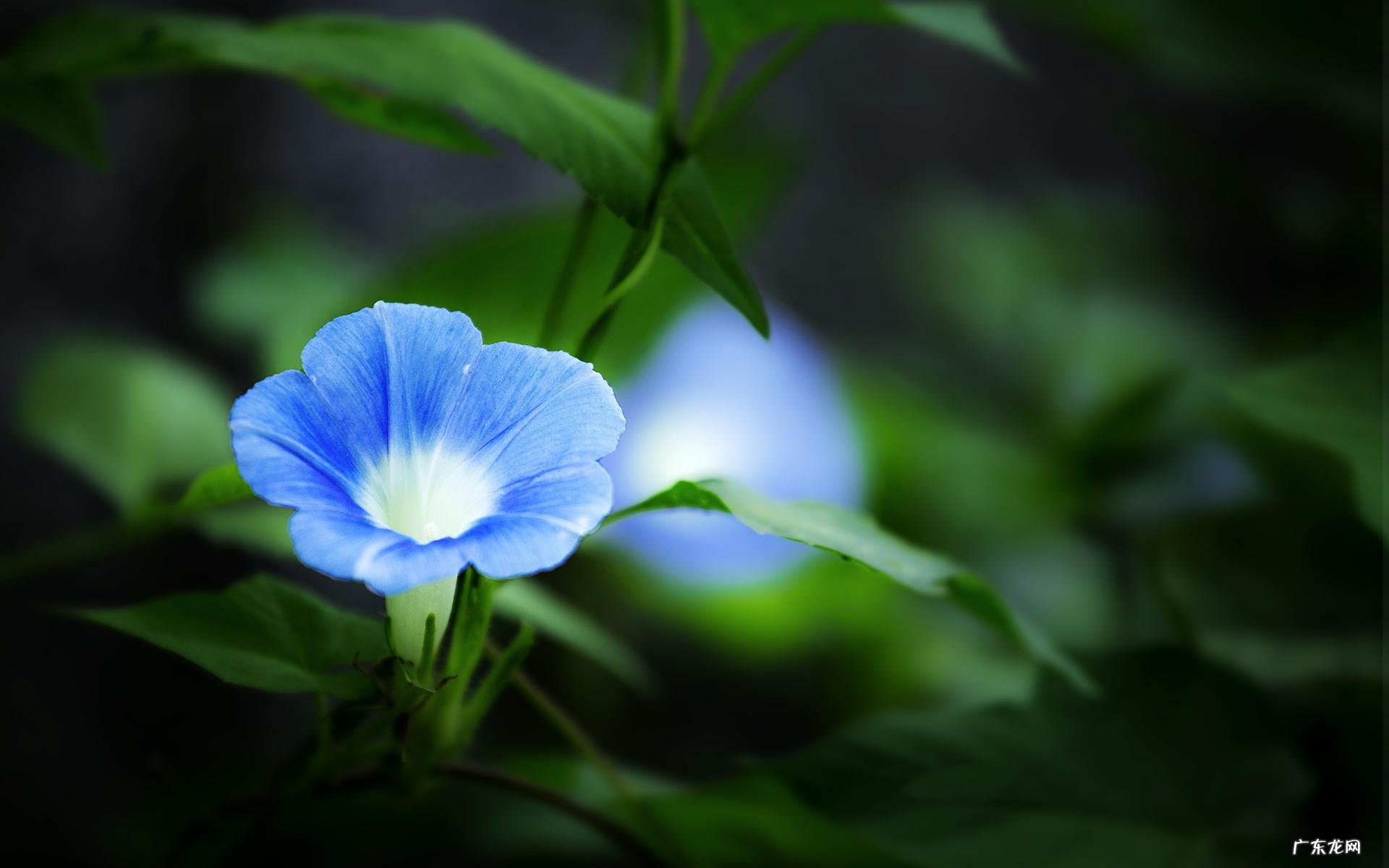 和属龙的人结婚,需要注意什么?