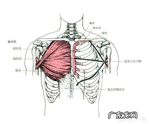 在家锻炼，除了俯卧撑，还有什么动作可以练胸？