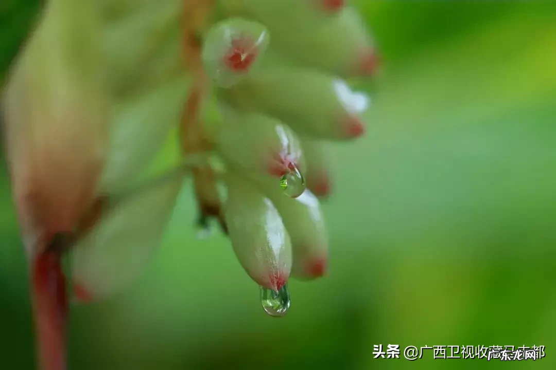 草豆蔻又叫什么 豆蔻是什么意思