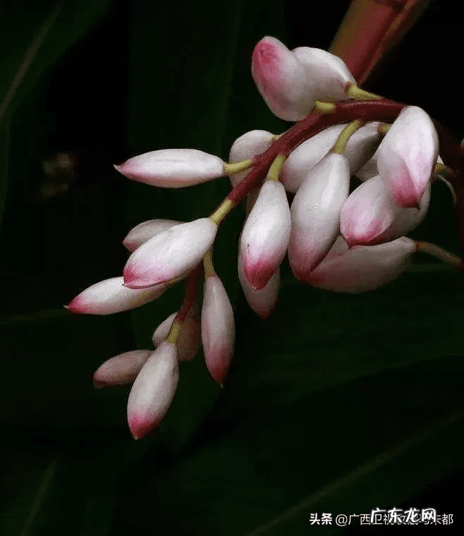 草豆蔻又叫什么 豆蔻是什么意思