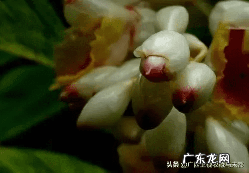 草豆蔻又叫什么 豆蔻是什么意思