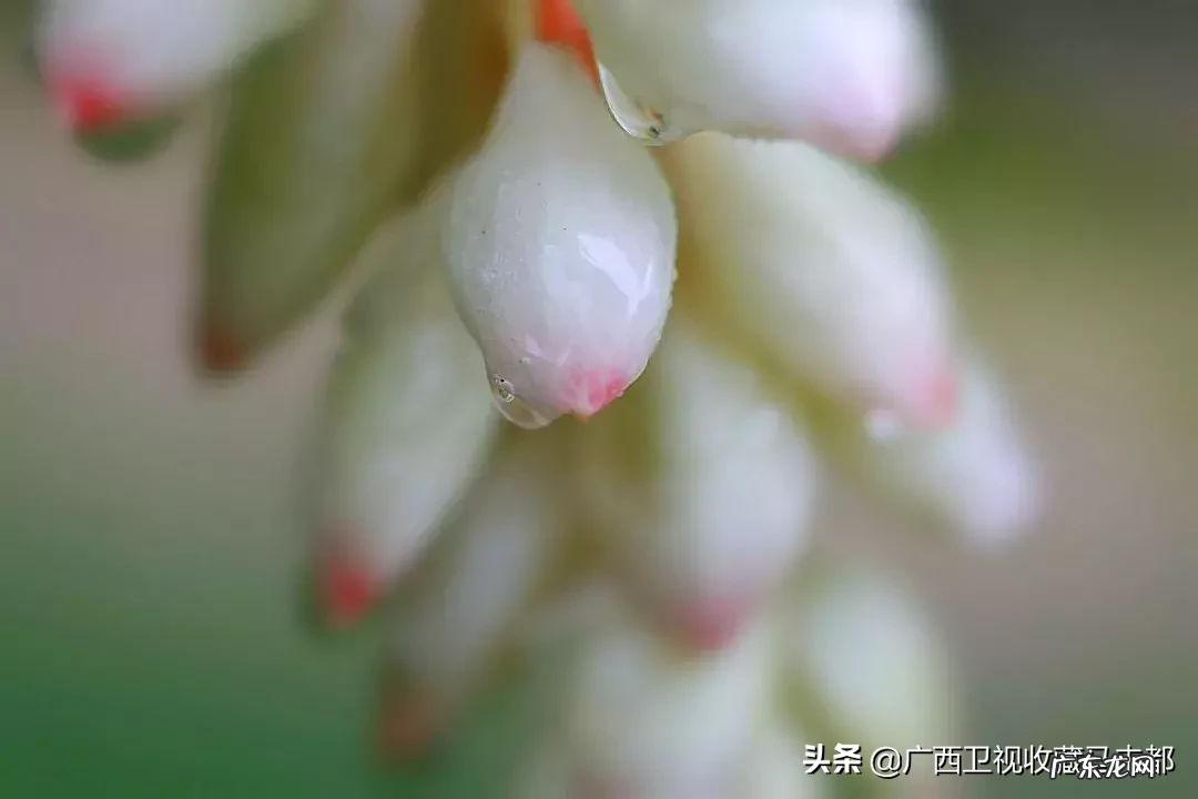 草豆蔻又叫什么 豆蔻是什么意思