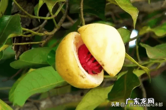 草豆蔻又叫什么 豆蔻是什么意思