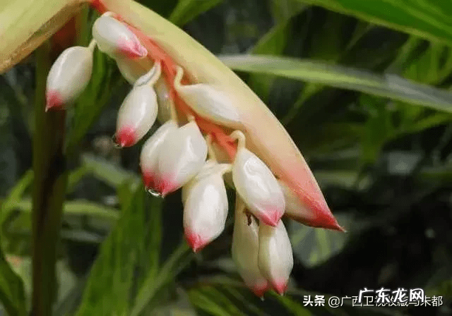 草豆蔻又叫什么 豆蔻是什么意思