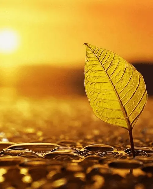 如何理解‘公而忘私’或者‘大公无私’?