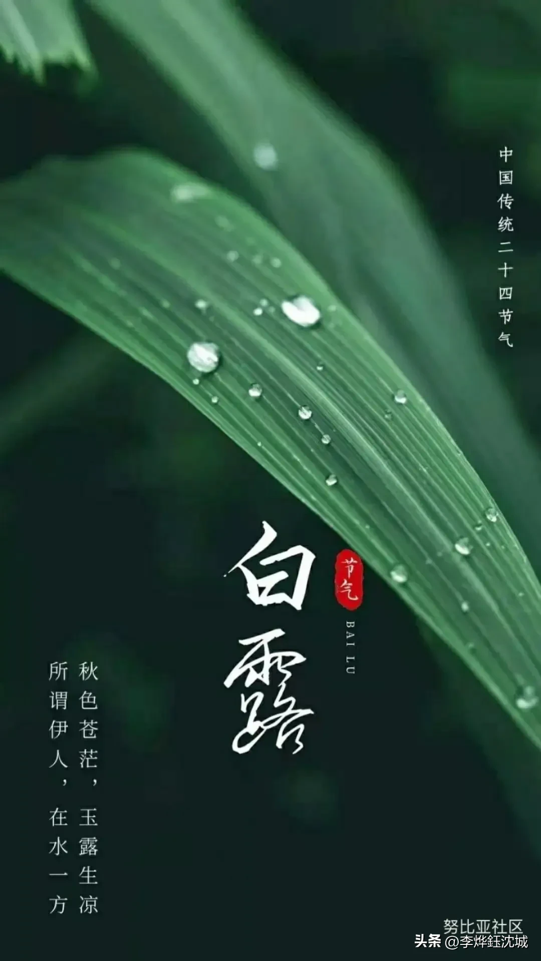 如何用“白露”写一首情景交融的诗?