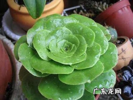 火影八尺镜设定 八尺镜法师