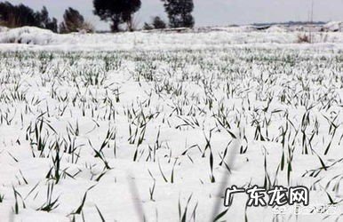 农村俗语“冬雪是个宝,春雪是根草”,这是什么意思?