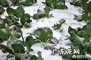 农村俗语“冬雪是个宝,春雪是根草”,这是什么意思?