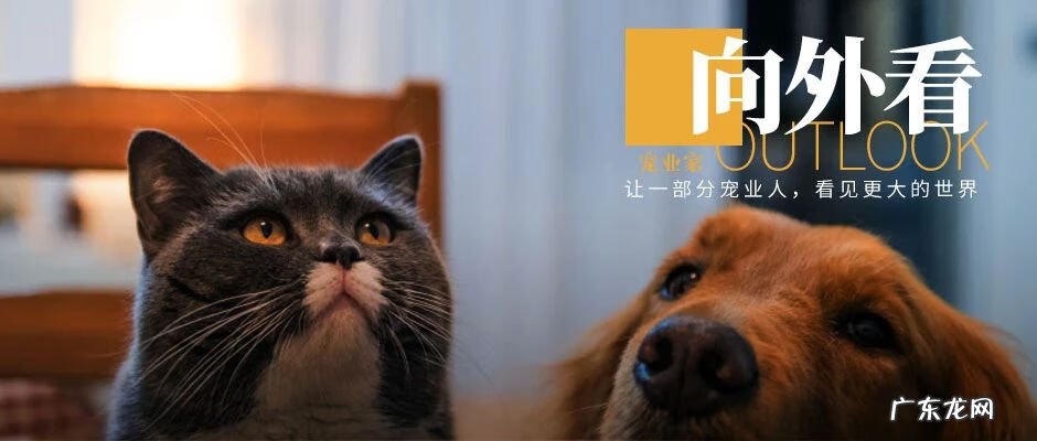 买猫去哪个网站 淘宝猫