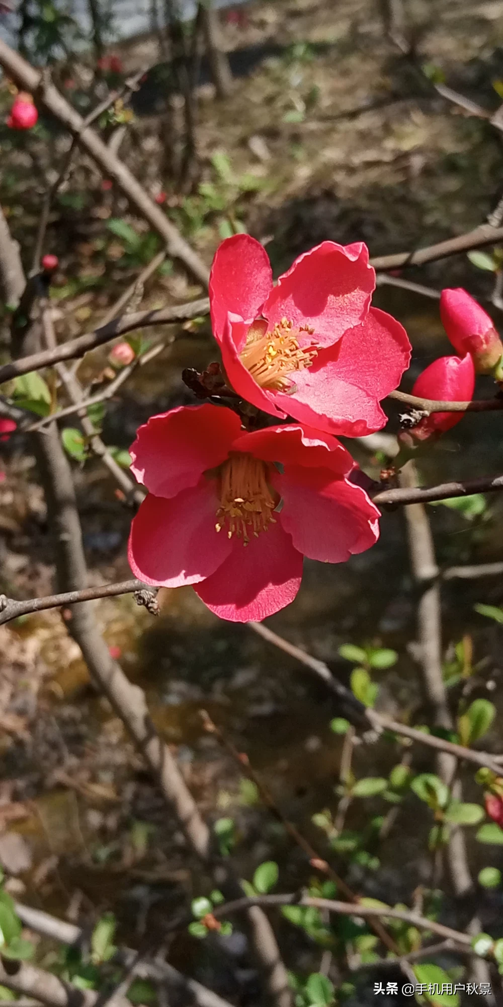 你有这个春天的故事吗?文字、图片,发来共赏可以吗?