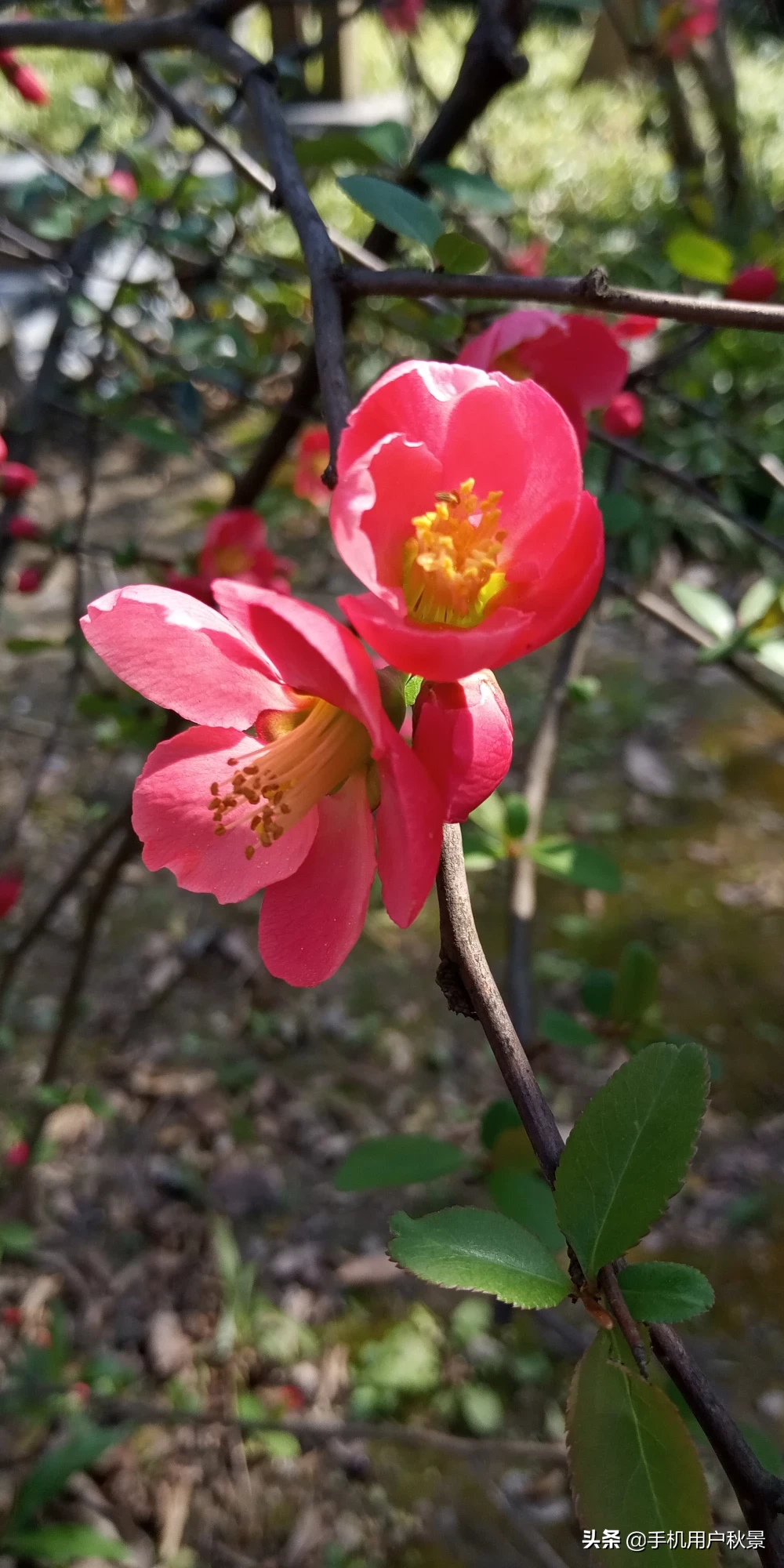 你有这个春天的故事吗?文字、图片,发来共赏可以吗?