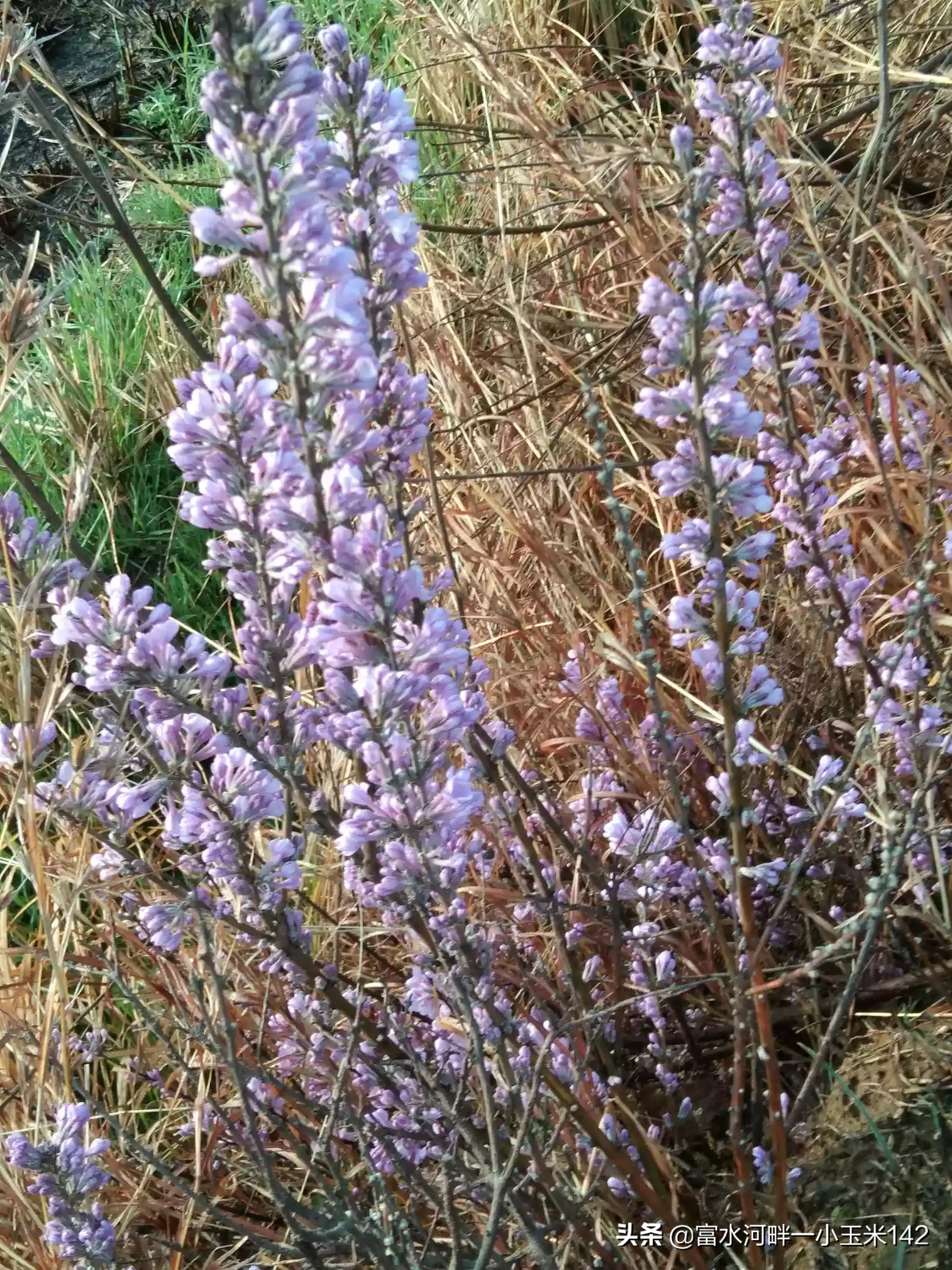 你有这个春天的故事吗?文字、图片,发来共赏可以吗?