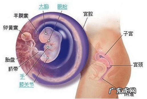 怀孕2个月有什么反应症状 怀孕两个月什么症状