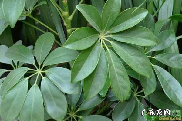 鸭脚树蜂蜜的功效作用 鸭脚树有什么作用