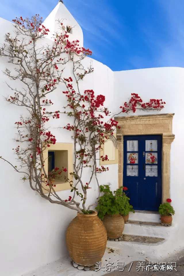 桃树风水栽什么方向好 桃树种在什么地方风水好