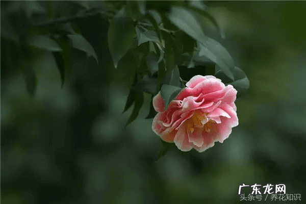 桃树风水栽什么方向好 桃树种在什么地方风水好