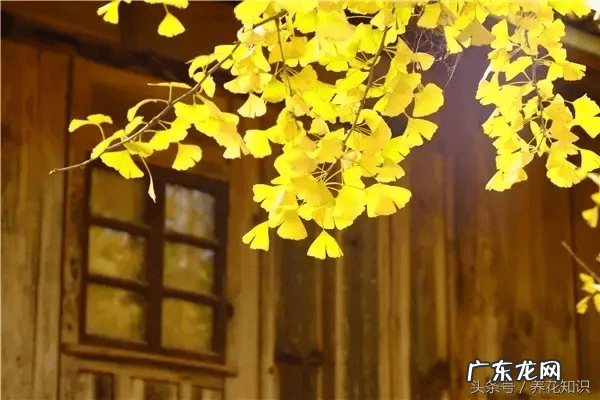 桃树风水栽什么方向好 桃树种在什么地方风水好