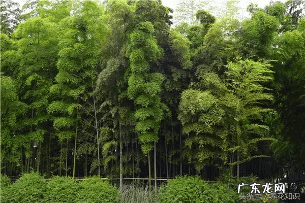 桃树风水栽什么方向好 桃树种在什么地方风水好