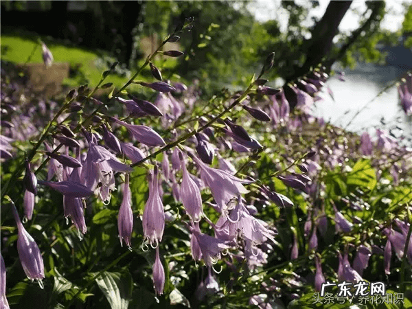 桃树风水栽什么方向好 桃树种在什么地方风水好