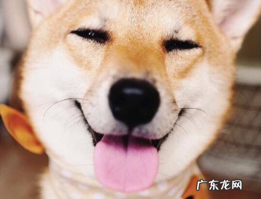 微笑狗为什么会那么恐怖 微笑狗为什么那么恐怖?