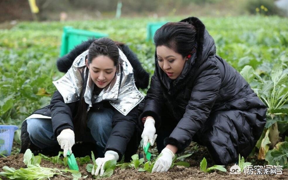 向太陈岚为什么那么喜欢郭碧婷?宣布恋情,订婚都是向太亲自发布?