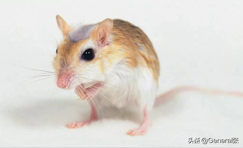 如何有效的灭鼠？