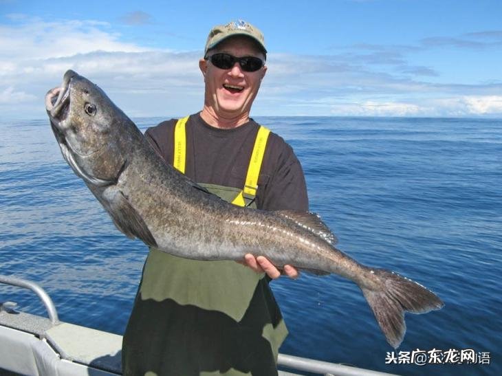 明太鱼是海水鱼还是淡水鱼 哪种鳕鱼不能吃