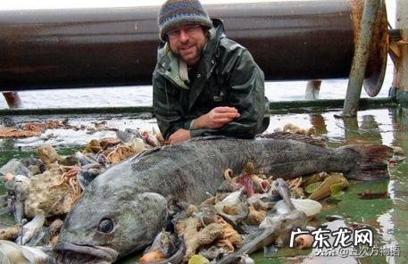 明太鱼是海水鱼还是淡水鱼 哪种鳕鱼不能吃