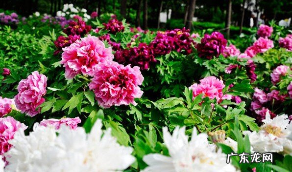 垫江看牡丹花哪个园最好?