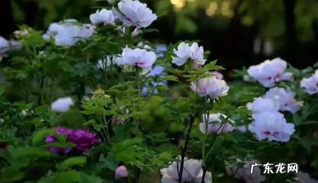 垫江看牡丹花哪个园最好?