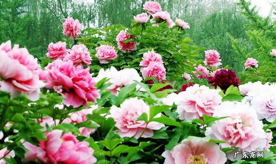 垫江看牡丹花哪个园最好?